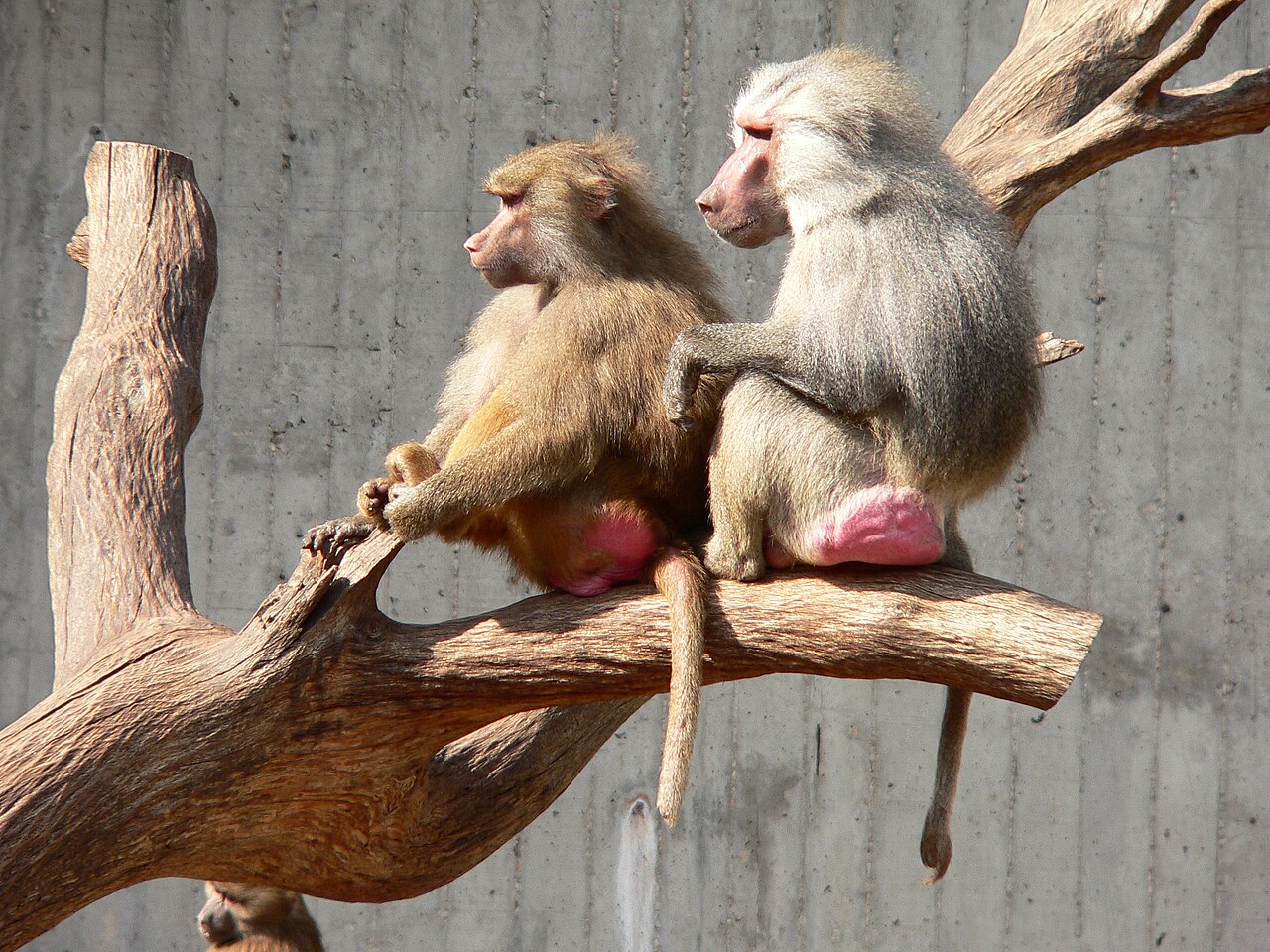 Hamadryas Baboon reference