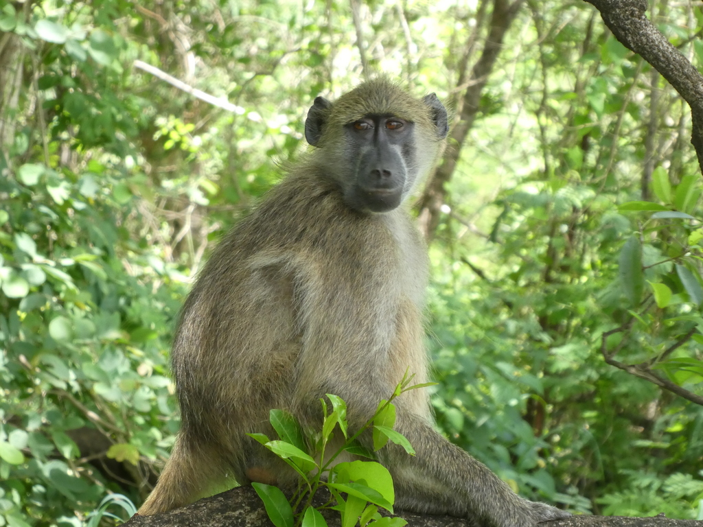 Chacma Baboon reference