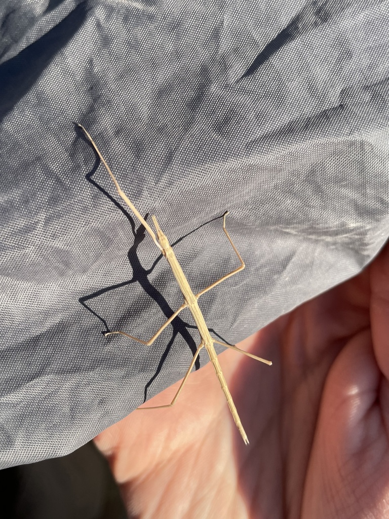 Western Short-horned Walkingstick reference
