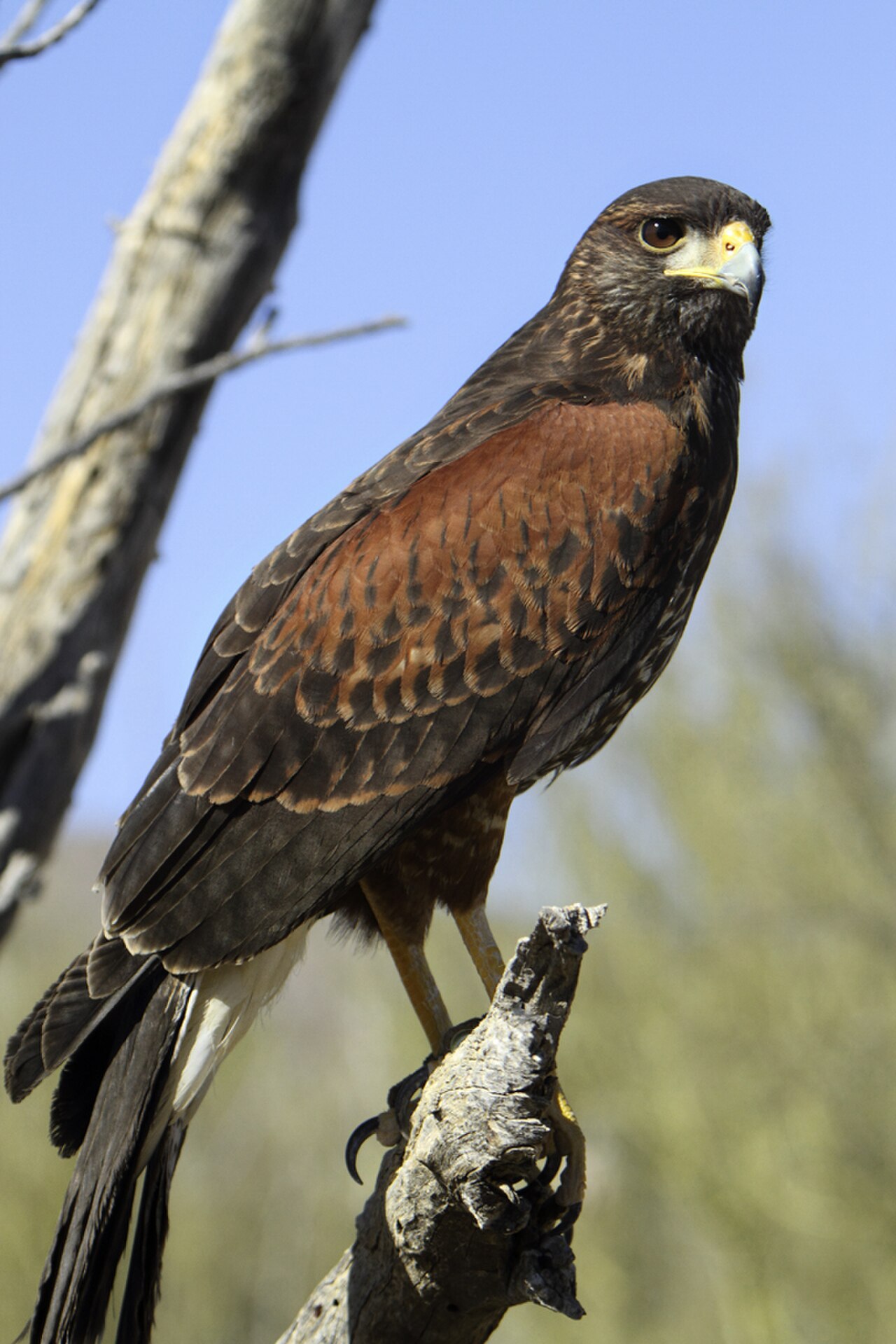Harris's Hawk reference