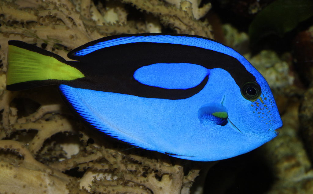 Palette Surgeonfish reference