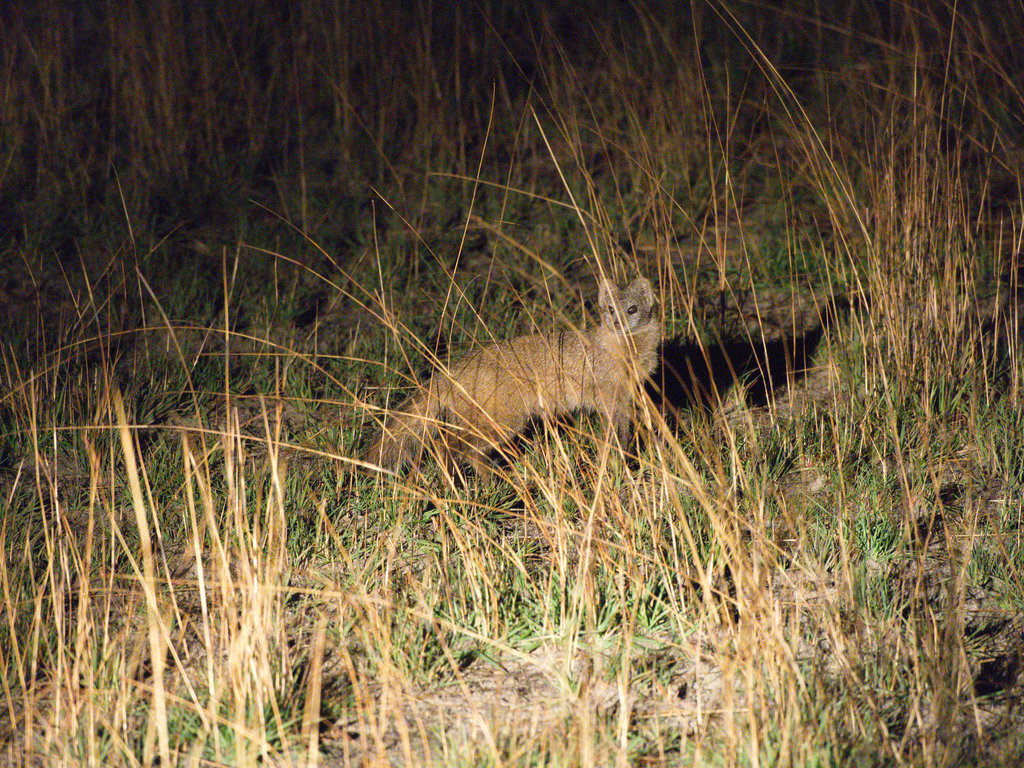 Selous' Mongoose reference