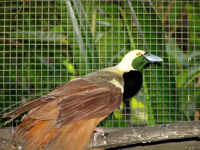 Raggiana Bird-of-Paradise reference