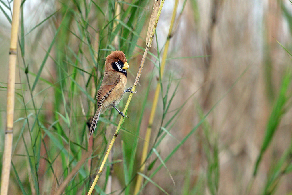 Black-breasted Parrotbill reference