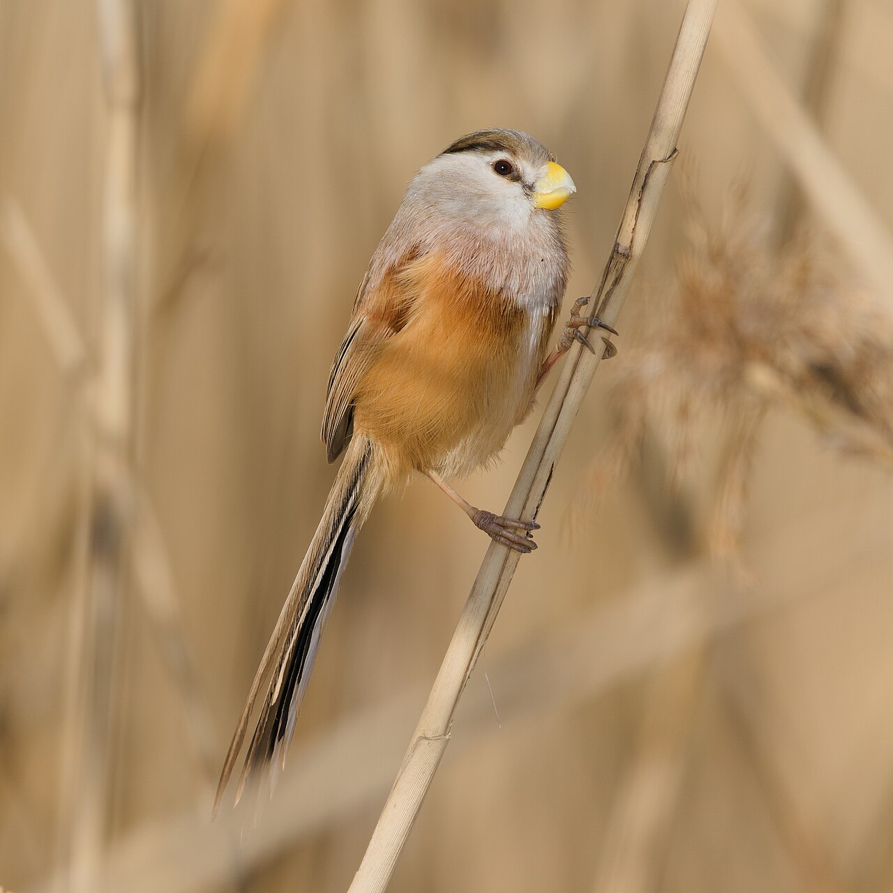 Reed Parrotbill reference