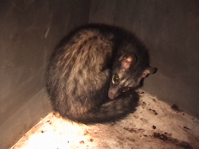 Northern Palm Civet reference