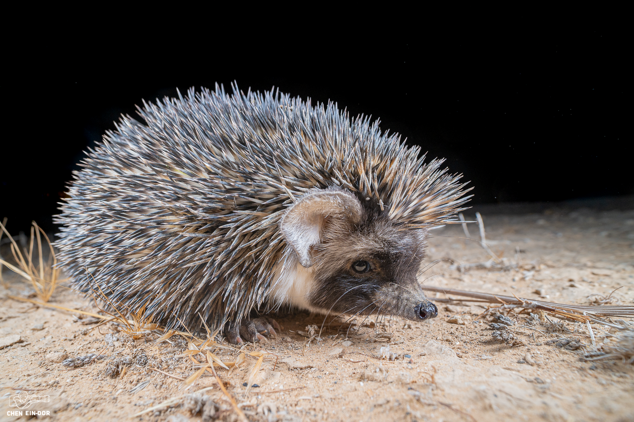 Desert Hedgehog reference