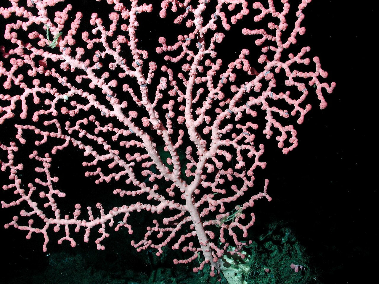 Bubble Gum Coral reference
