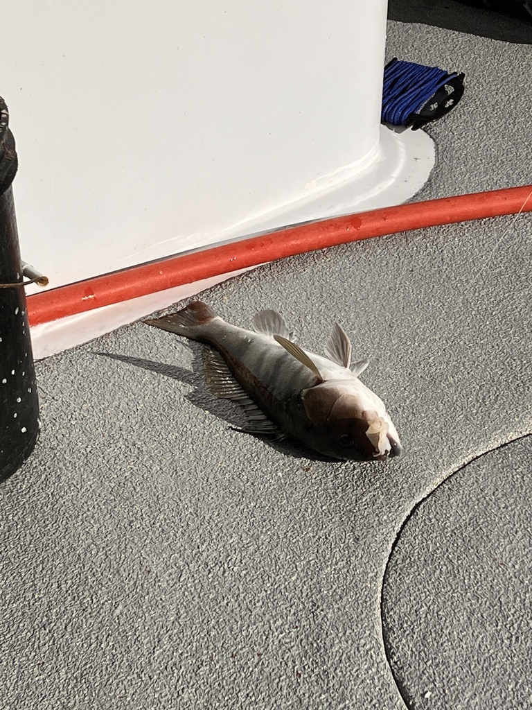 Barred Sand Bass reference