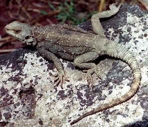 Caucasian Agama reference