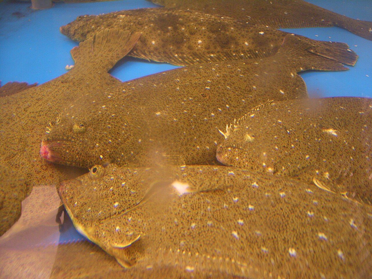 Olive Flounder reference