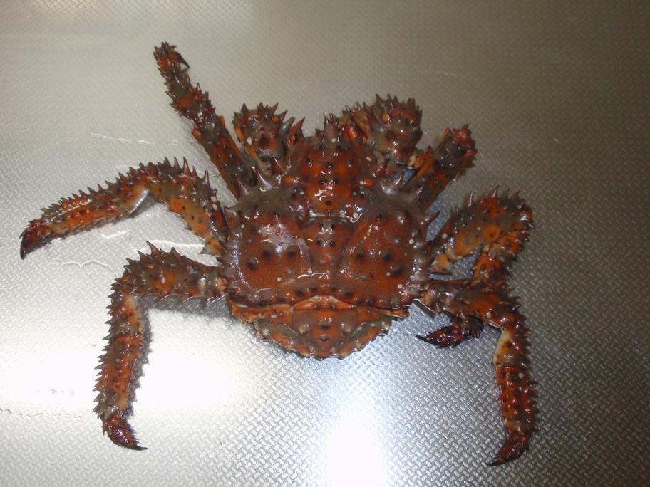 Hanasaki King crab reference