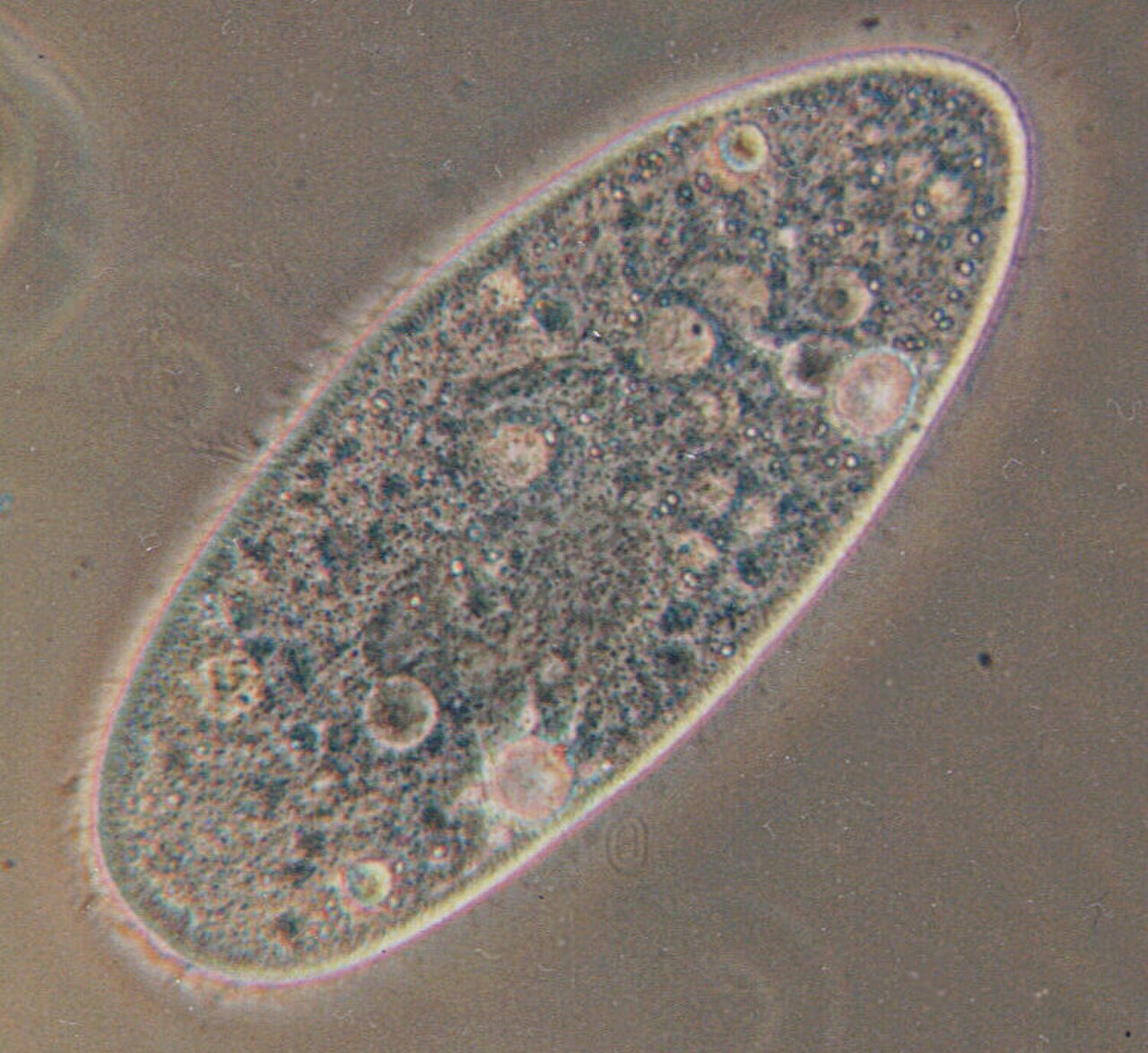 Paramecium aurelia reference