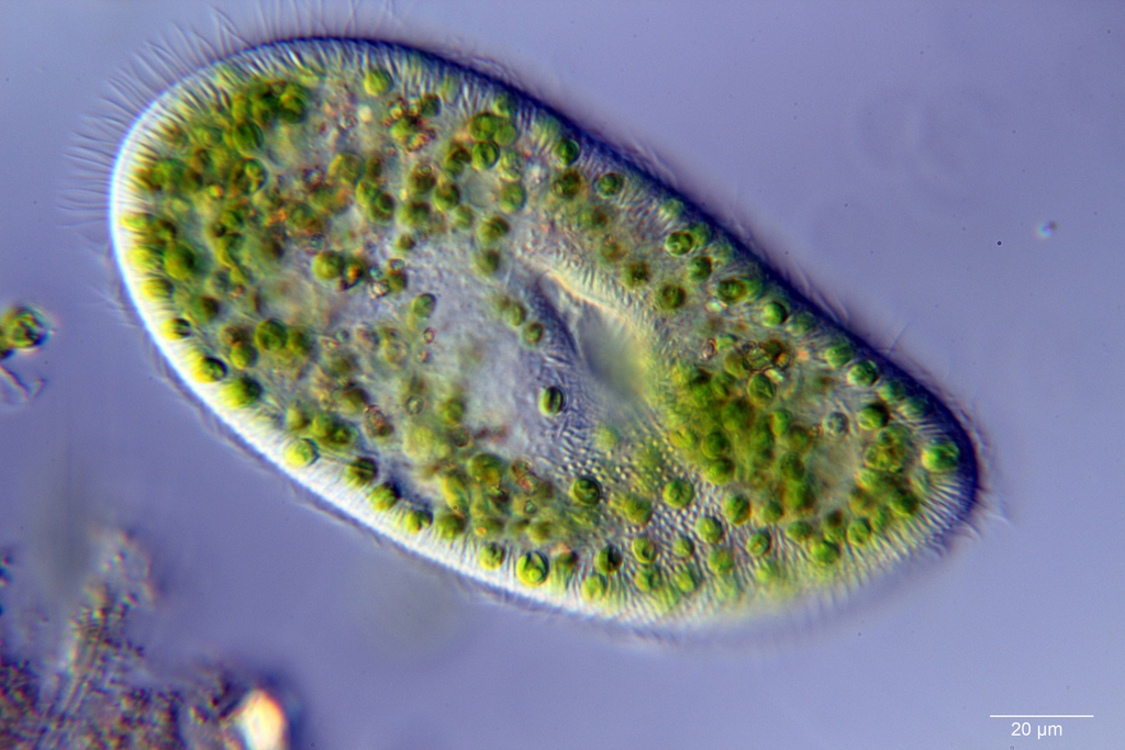 Paramecium bursaria reference