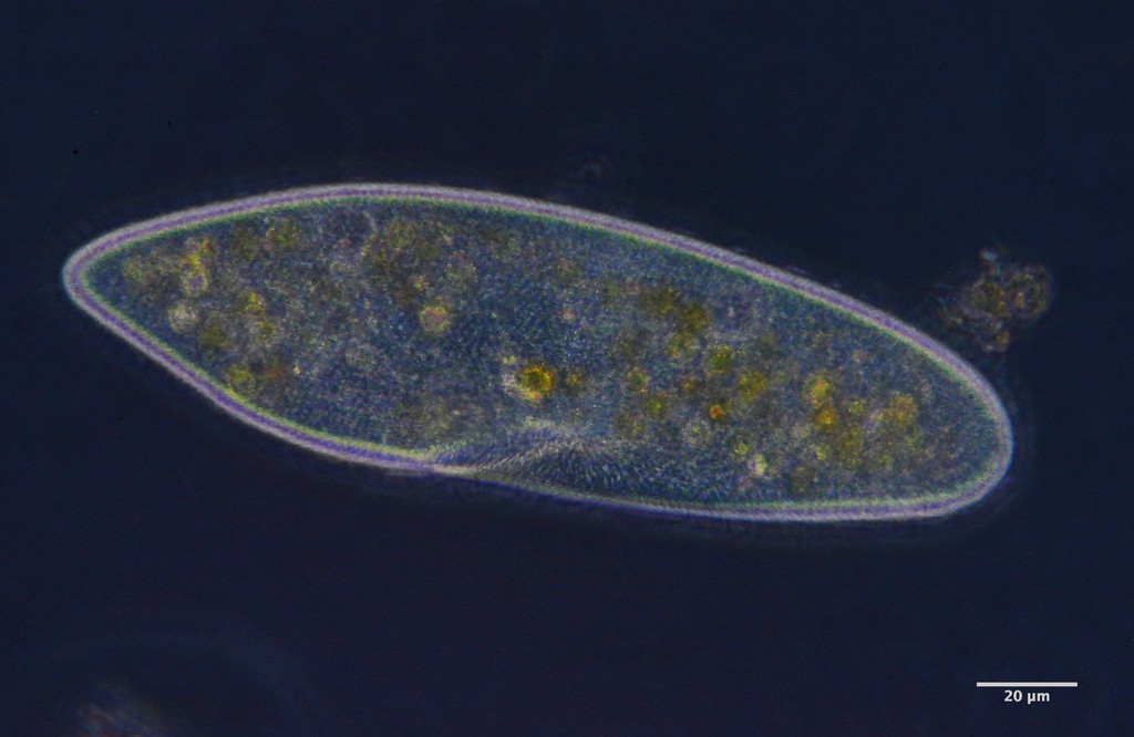 Paramecium caudatum reference