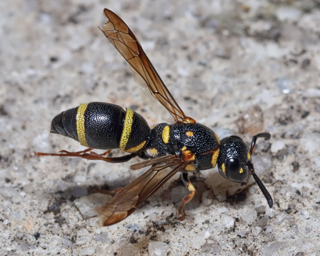 Parancistrocerus fulvipes reference