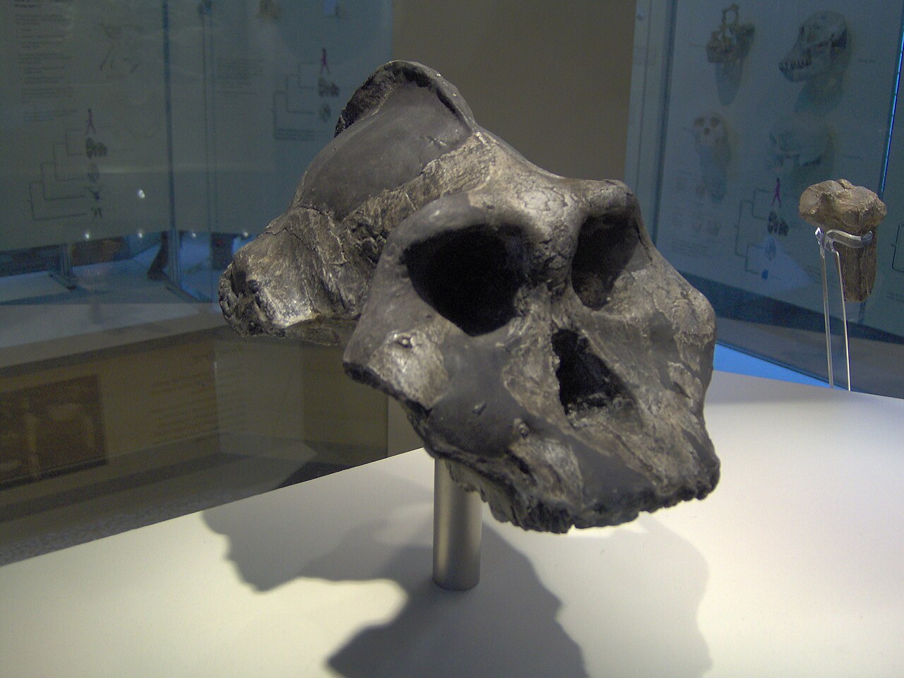 Paranthropus aethiopicus reference