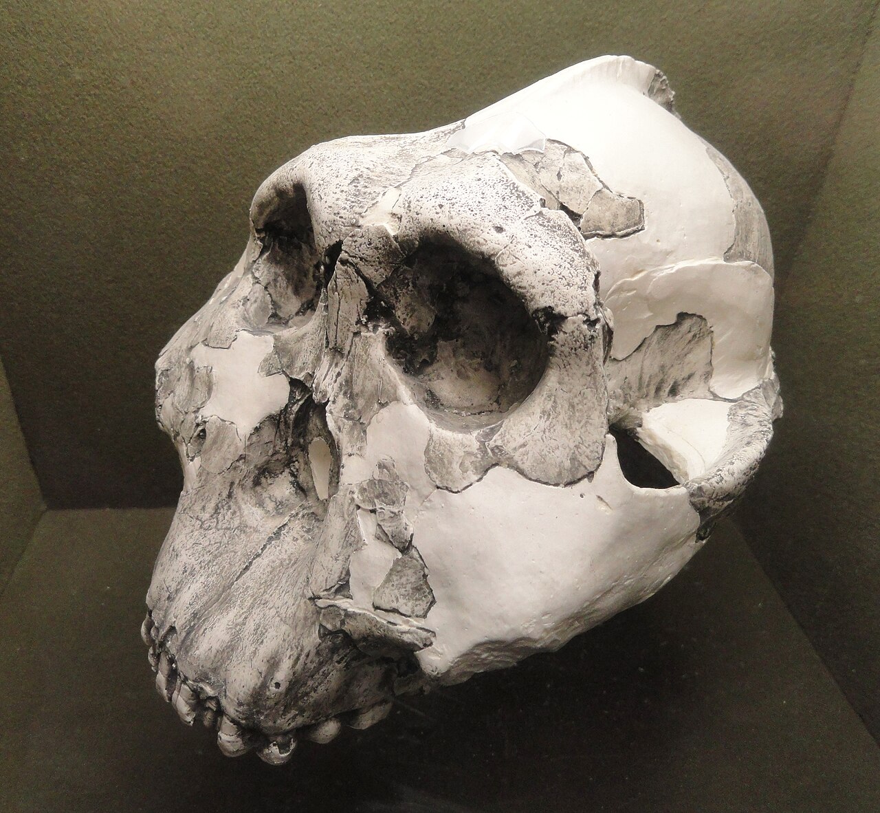 Paranthropus boisei reference
