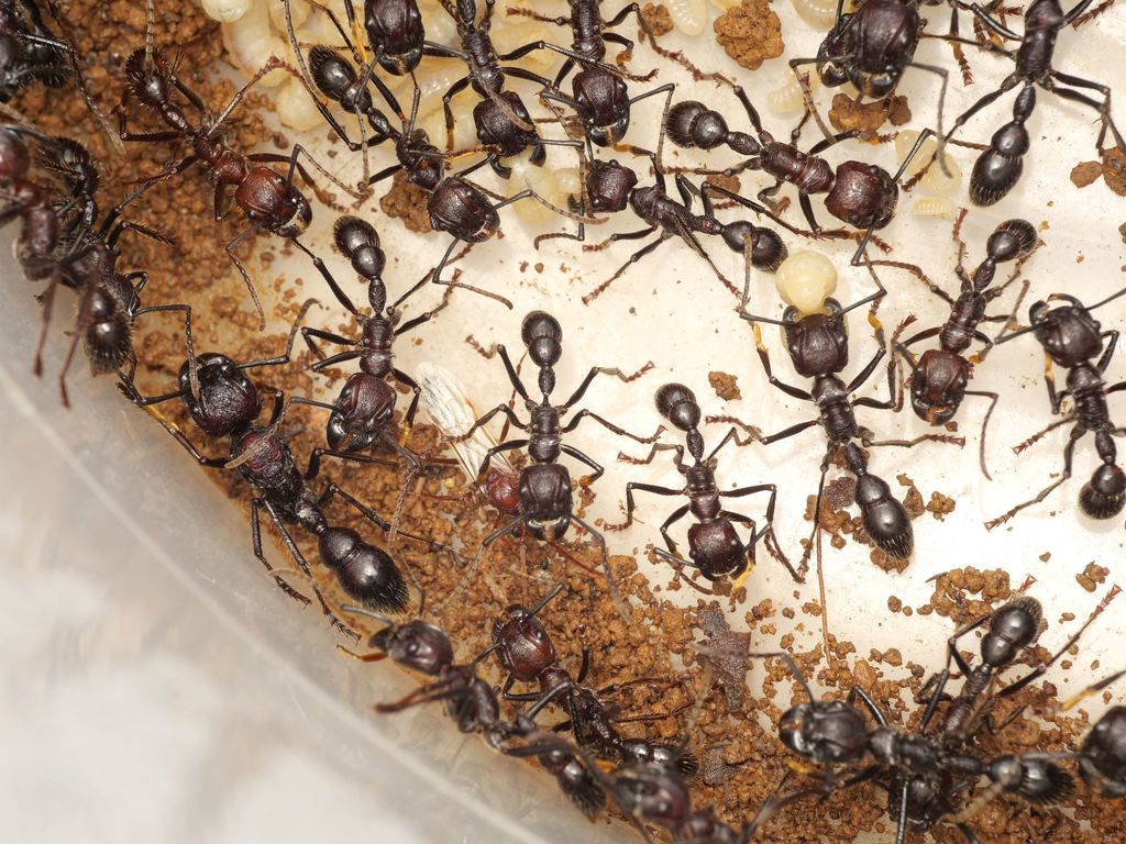 Bullet Ant reference