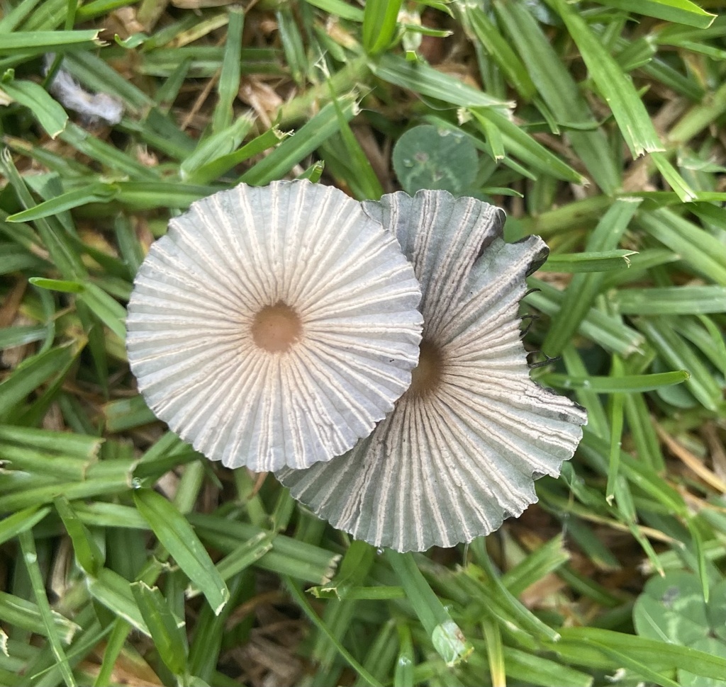 pleated inkcap reference