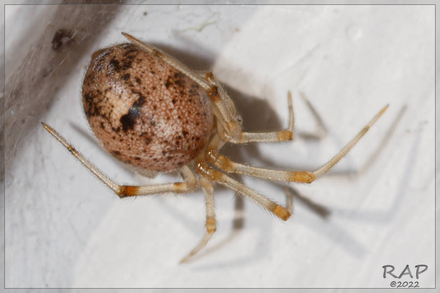 Common House Spider reference
