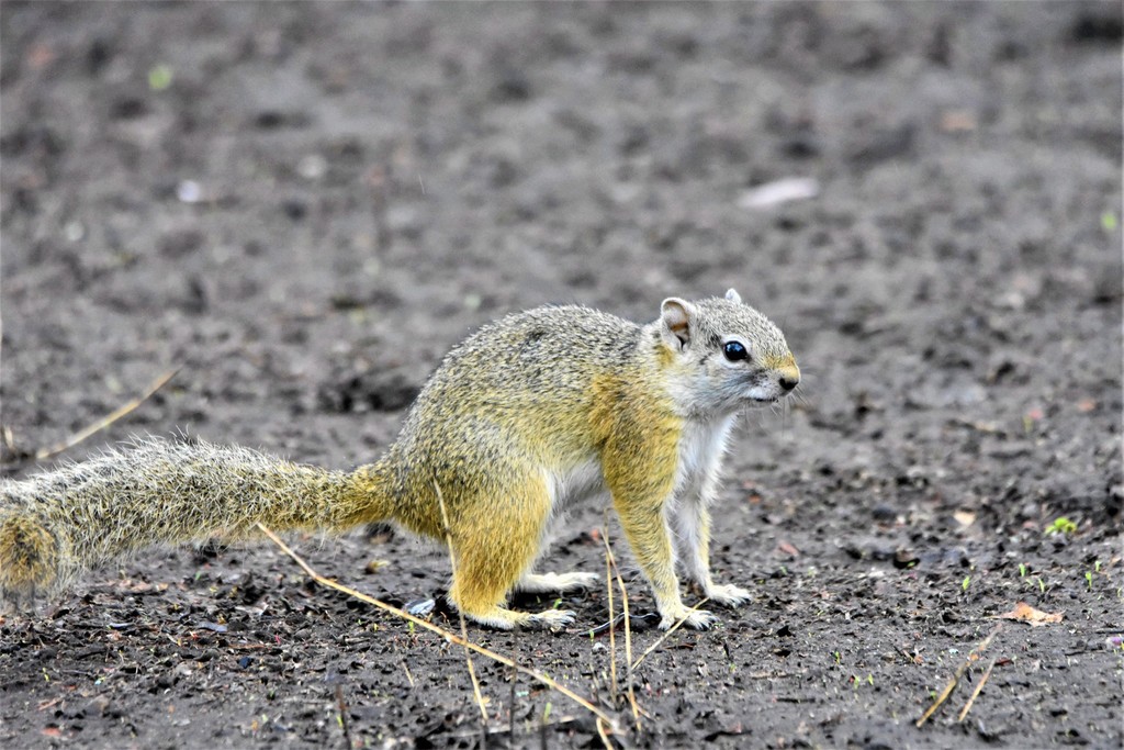 Smith's Bush Squirrel reference