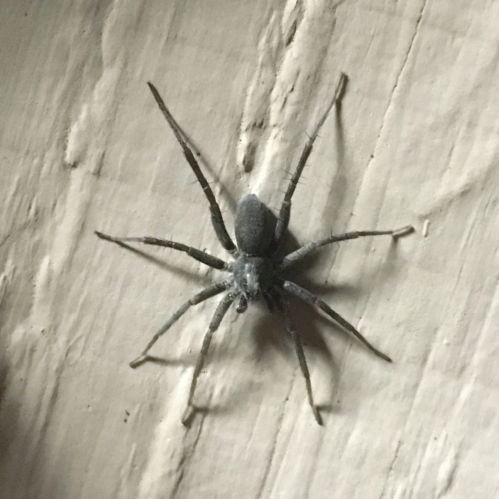 Stone Spider reference