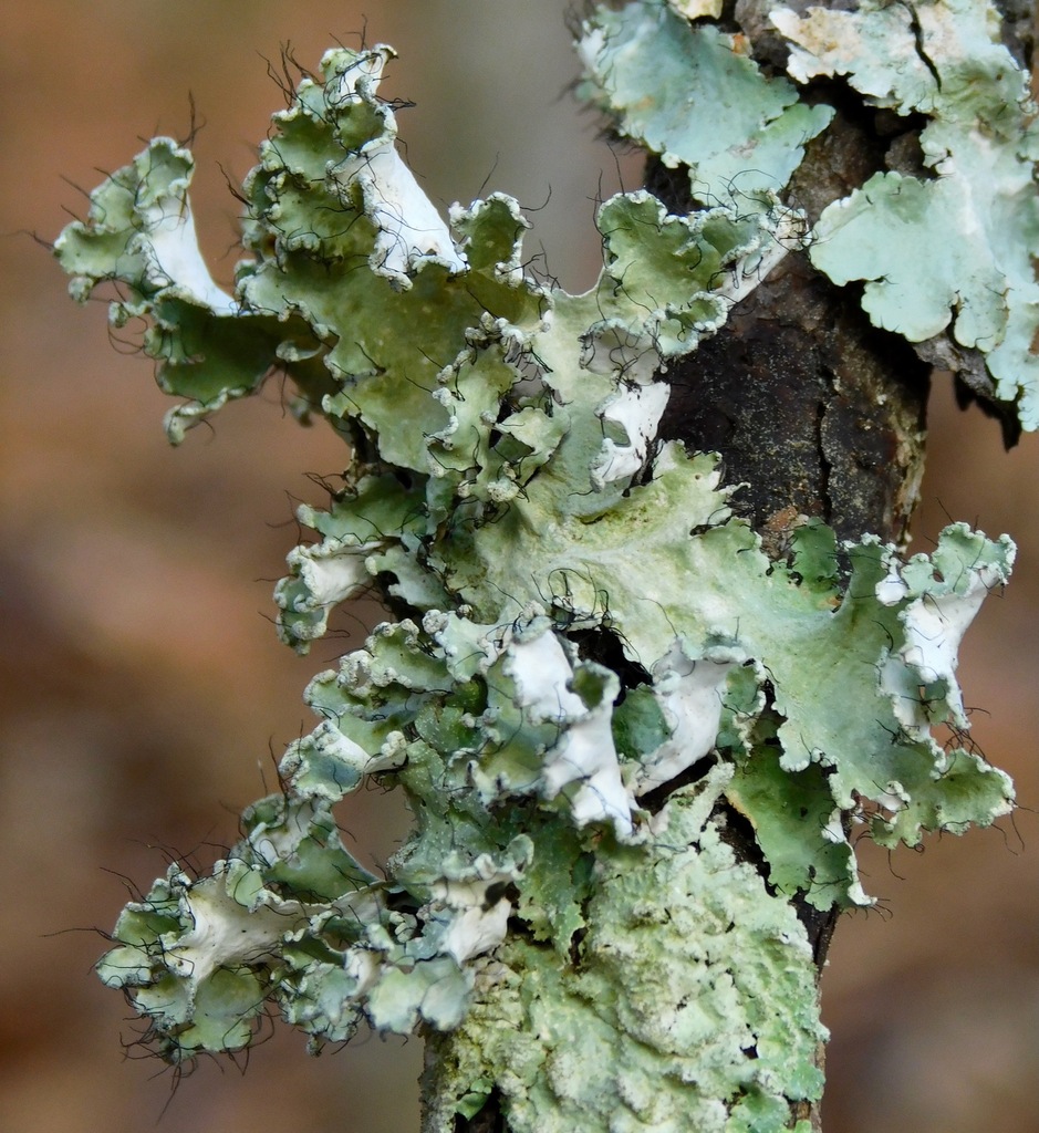 powdered ruffle lichen reference