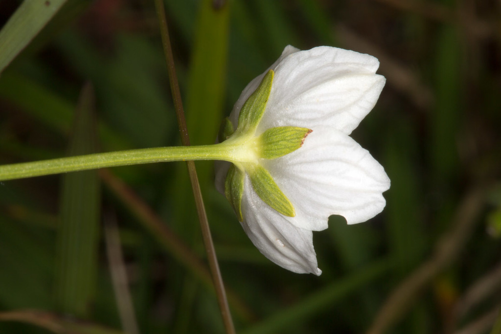 Marsh Grass-of-Parnassus reference