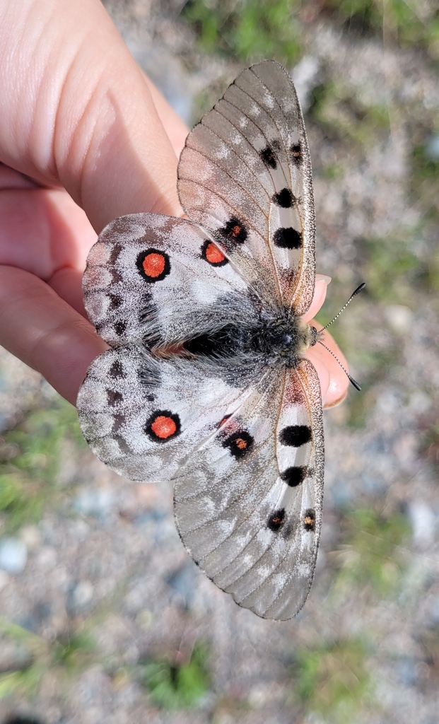 Asian Apollo Butterfly reference