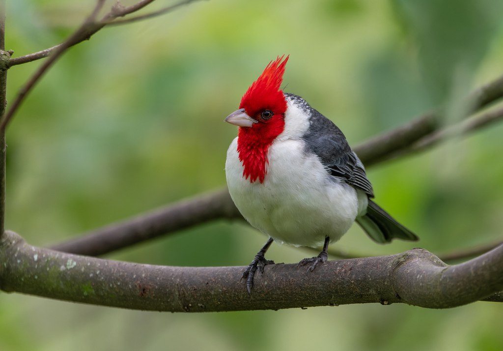 Red-crested Cardinal reference