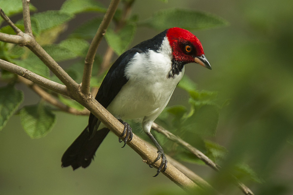 Red-capped Cardinal reference