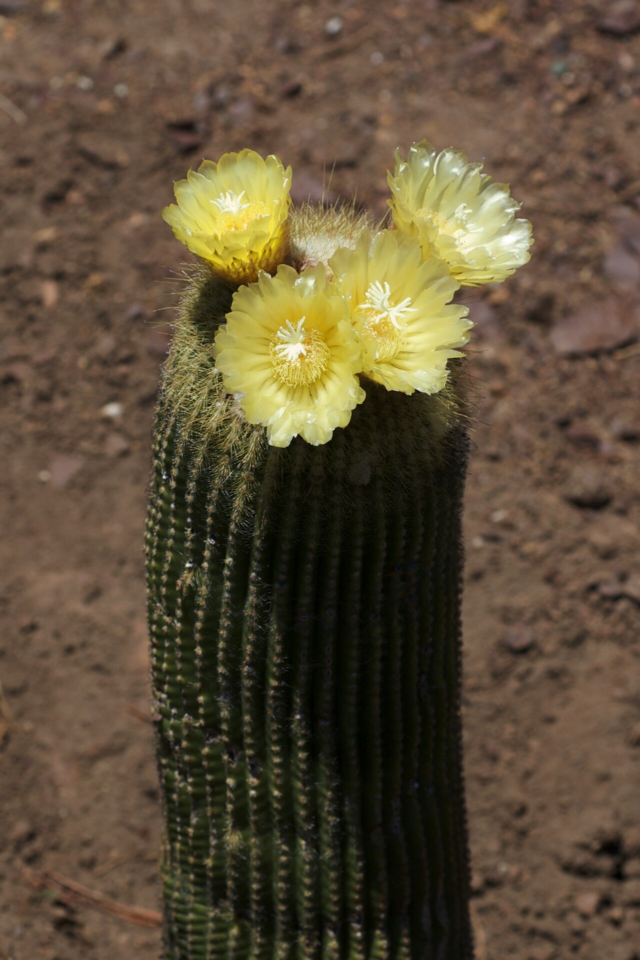 Parodia leninghausii reference