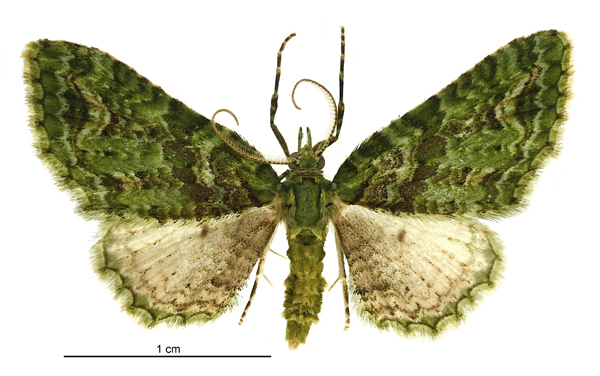 Emerald Pug Moth reference