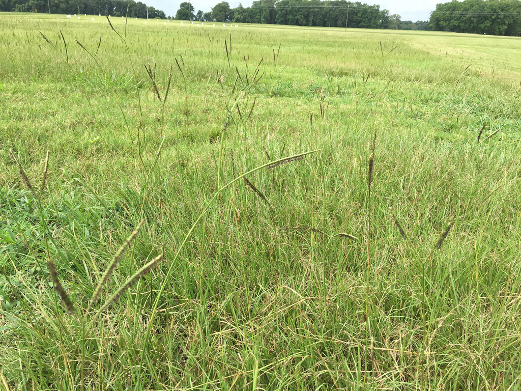 Bahia Grass reference