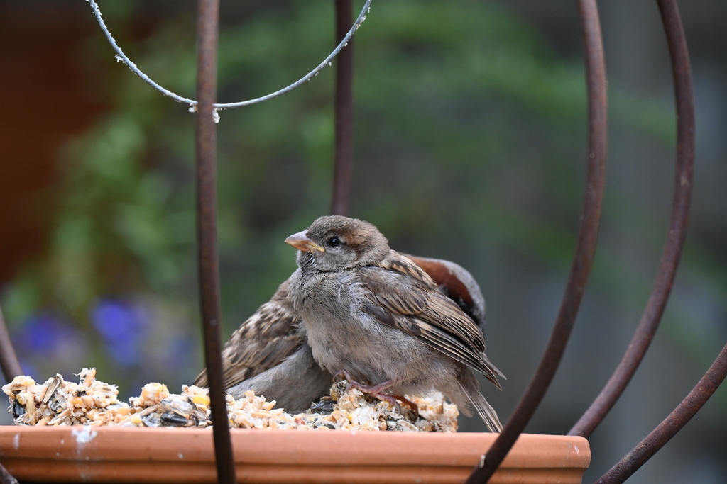 House Sparrow reference