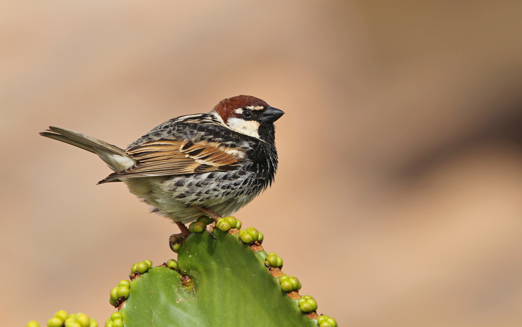 Spanish Sparrow reference