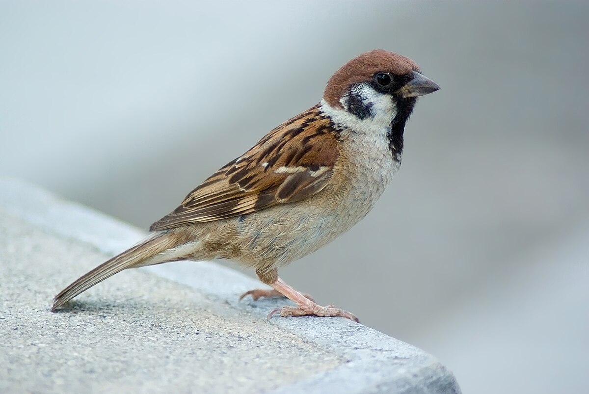 Eurasian Tree Sparrow reference