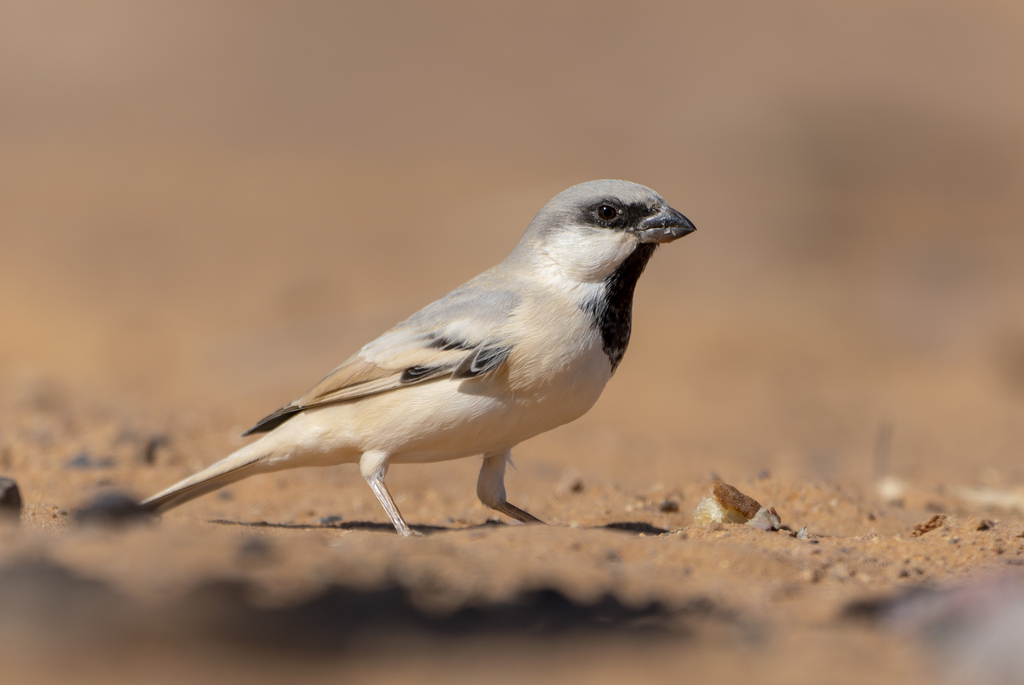 Desert Sparrow reference