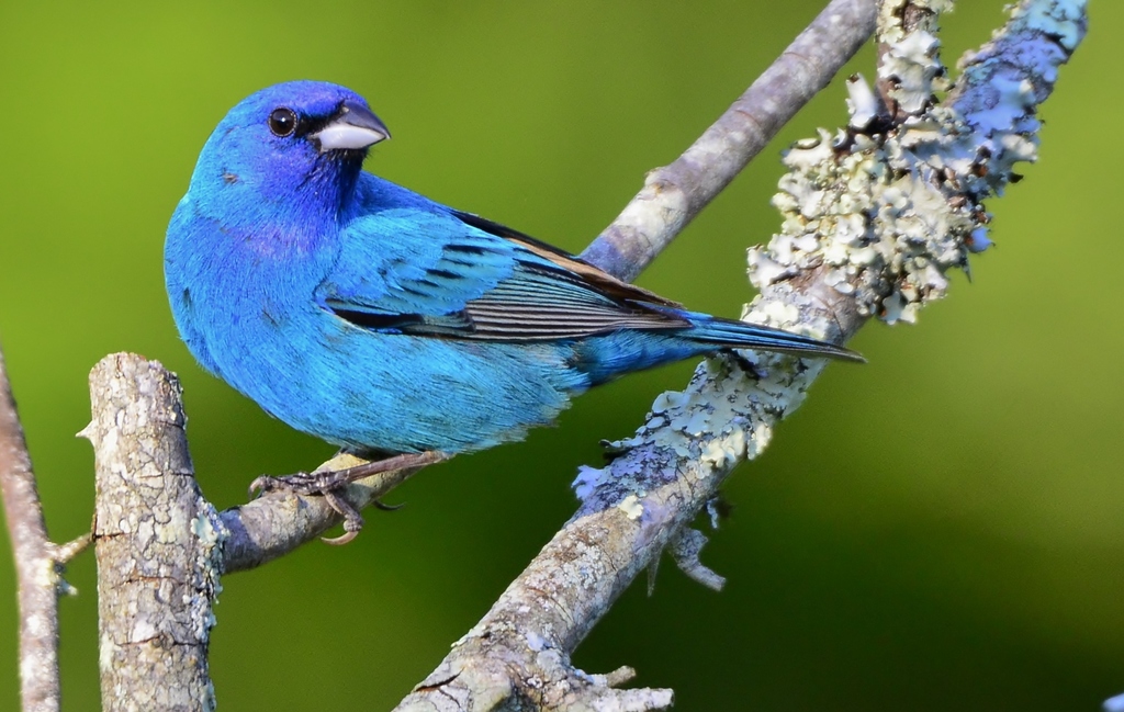 Indigo Bunting reference