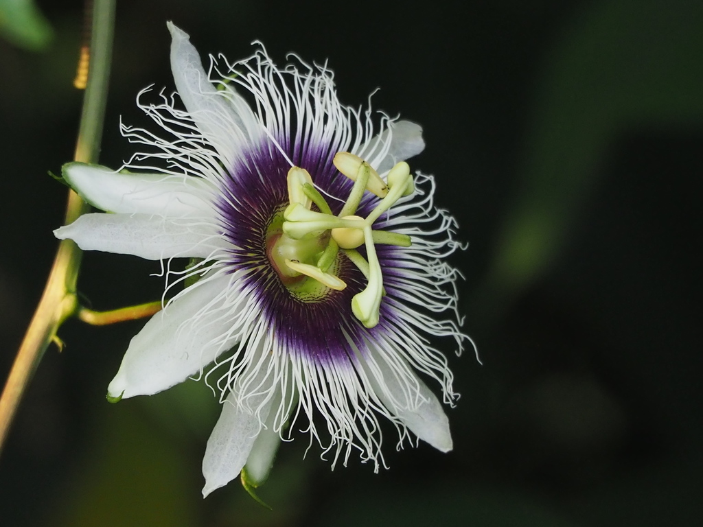common passionfruit reference