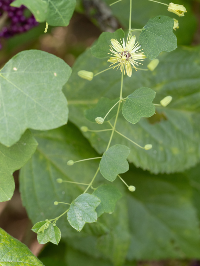 yellow passionflower reference