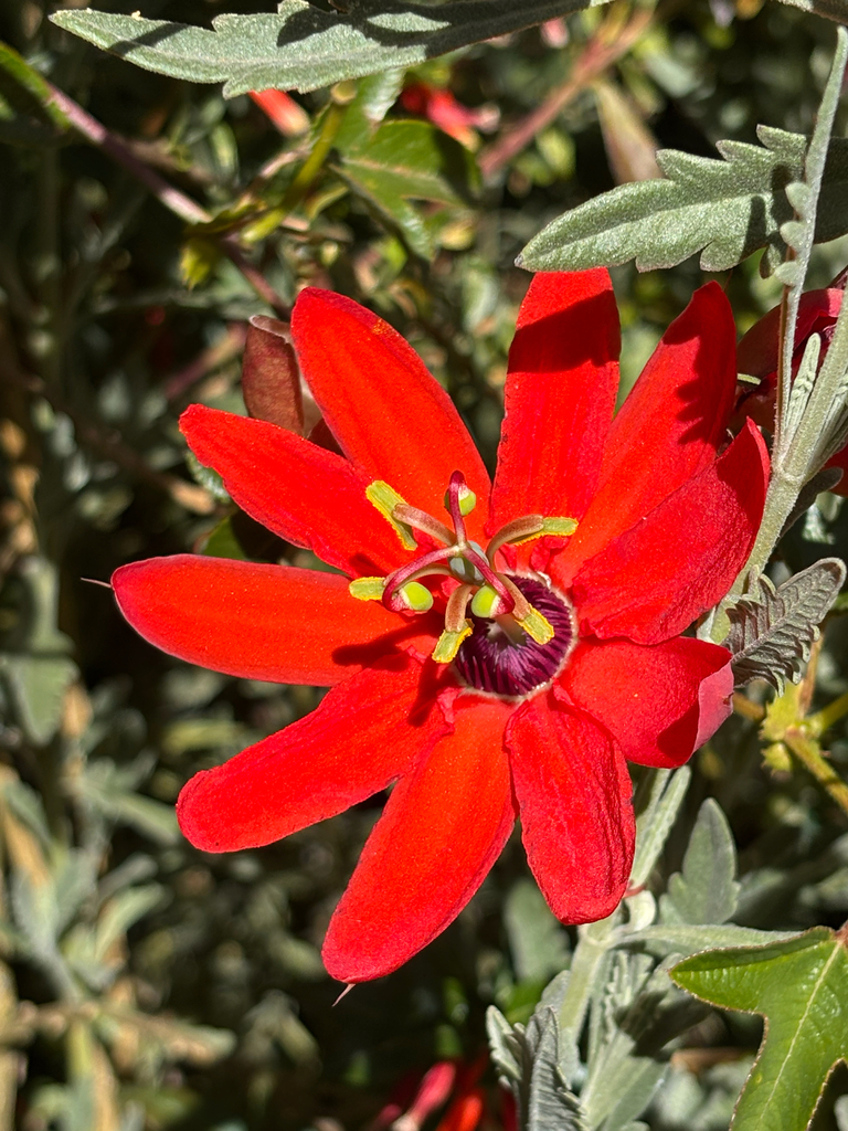 Passiflora manicata reference