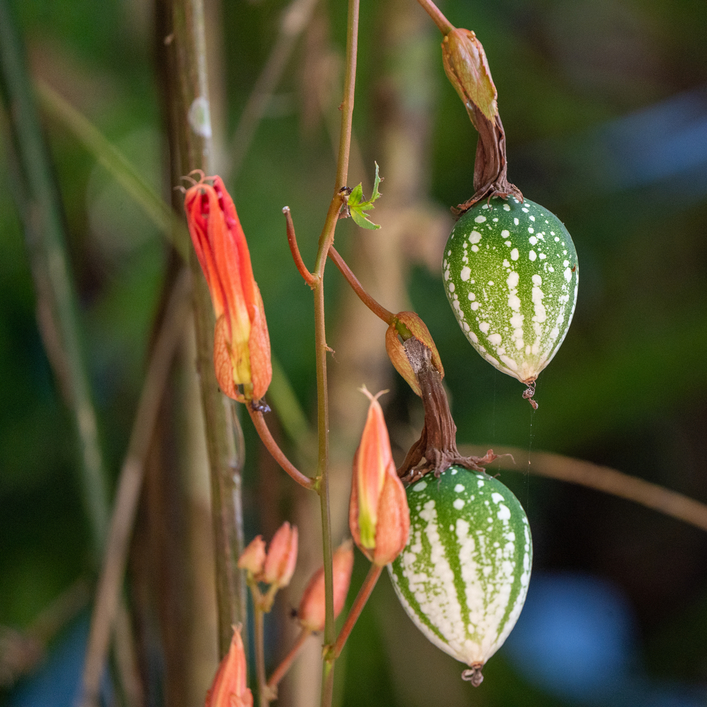Grapeleaf Passionflower reference