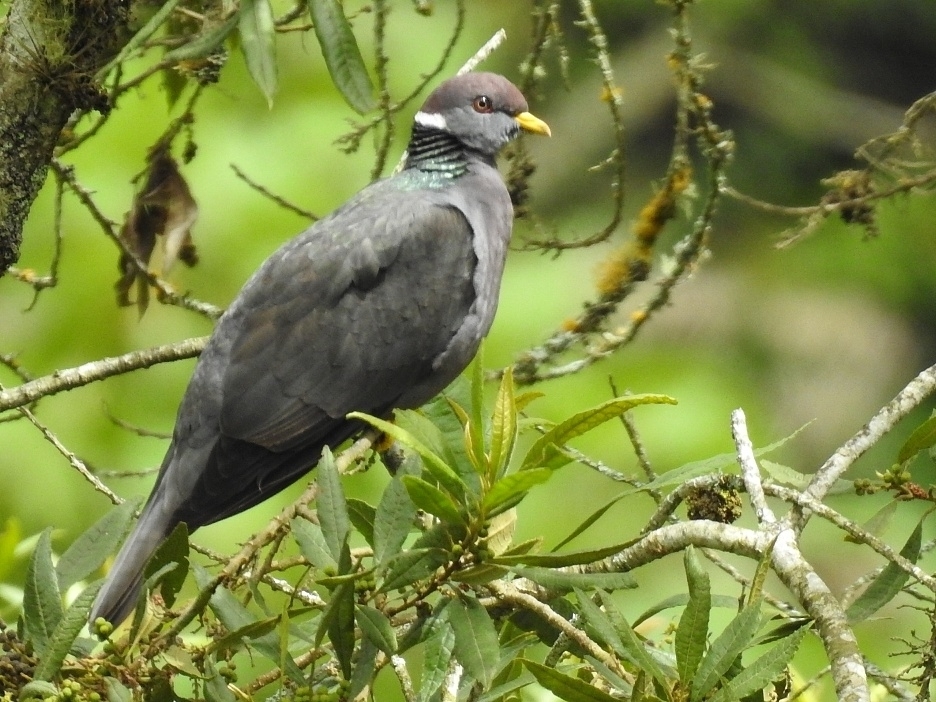 Band-tailed Pigeon reference