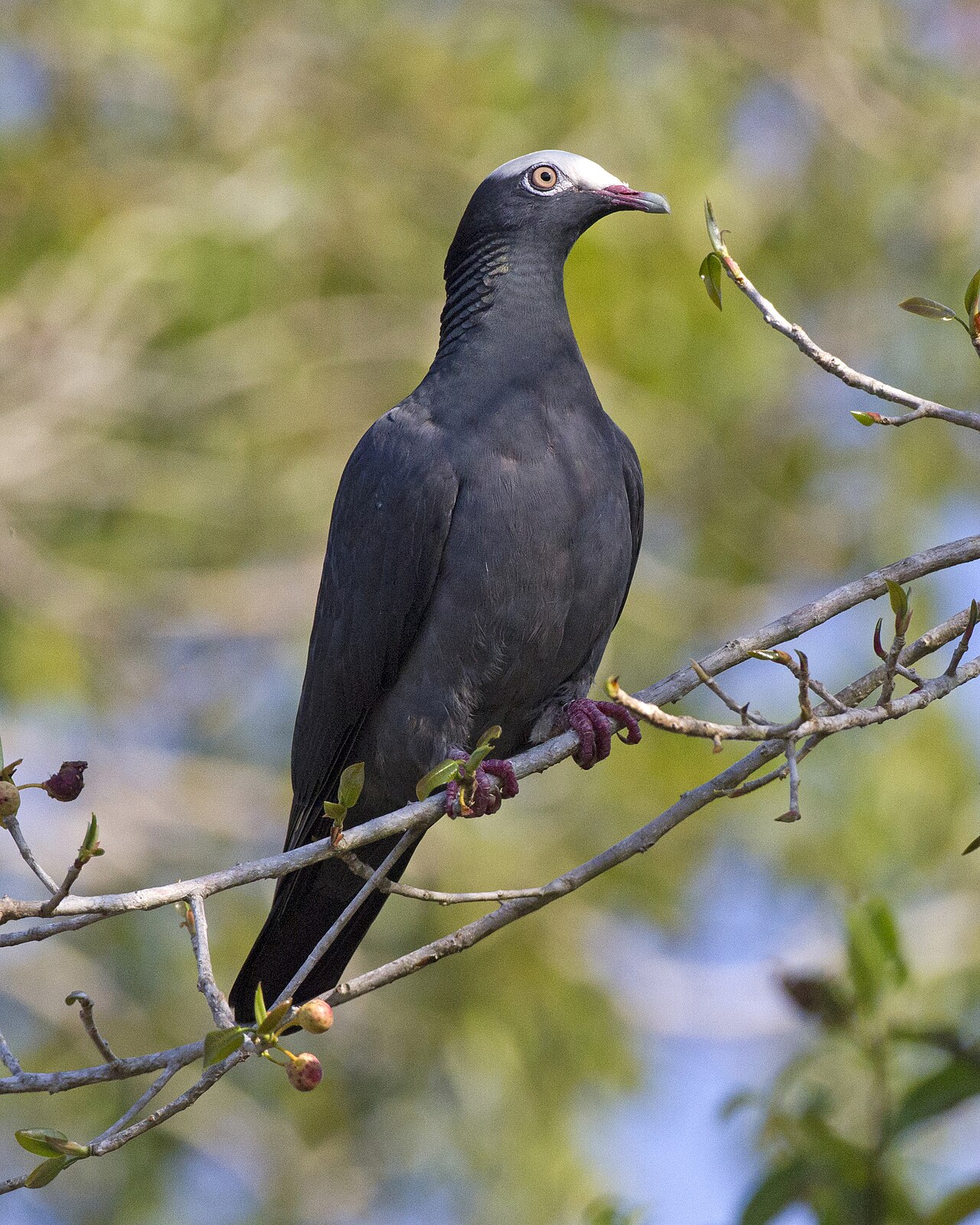 White-crowned Pigeon reference