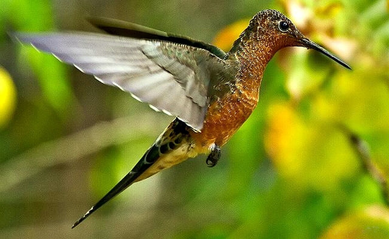 Giant Hummingbird reference