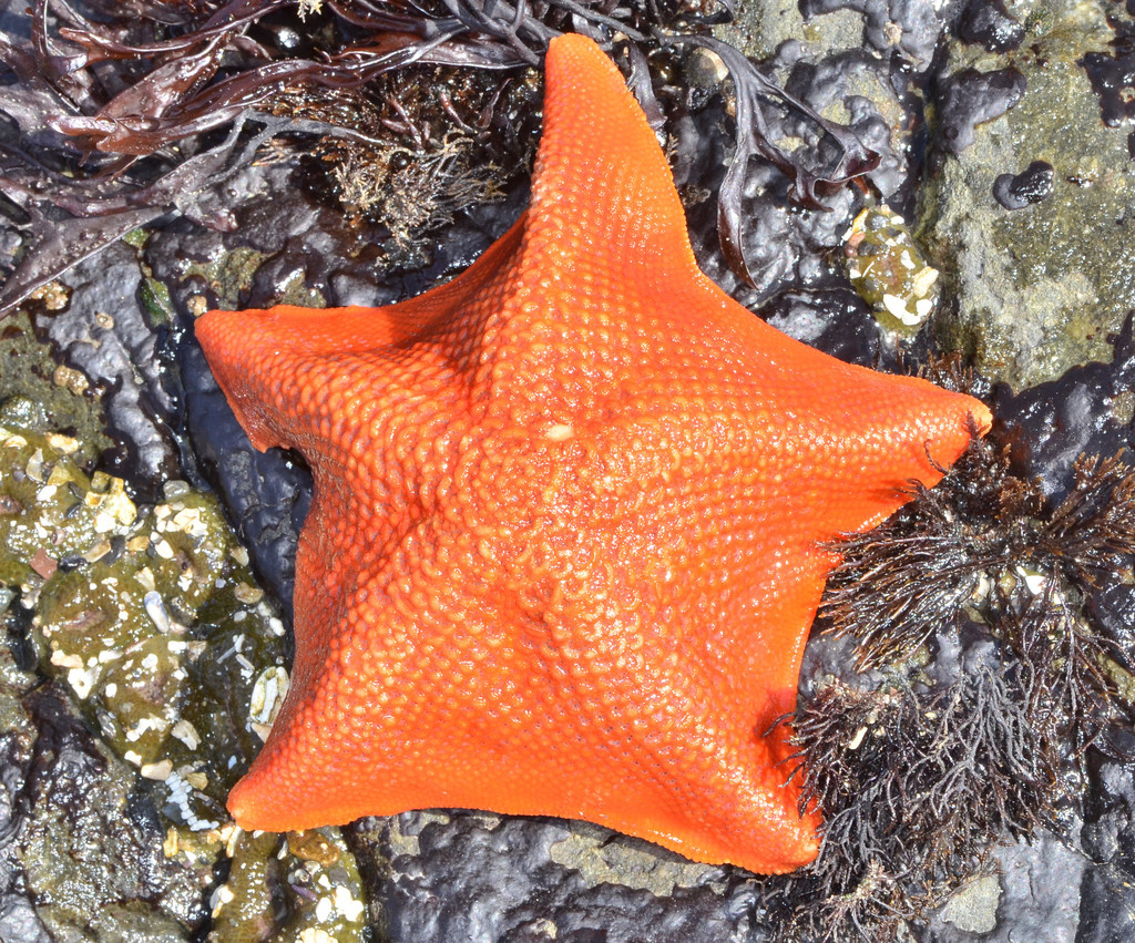 Bat Star reference
