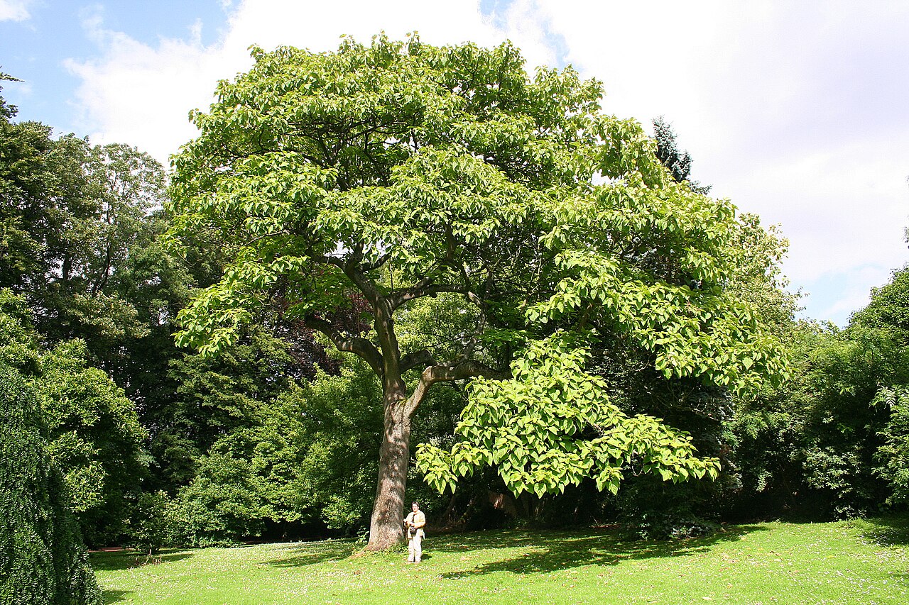 princess tree reference