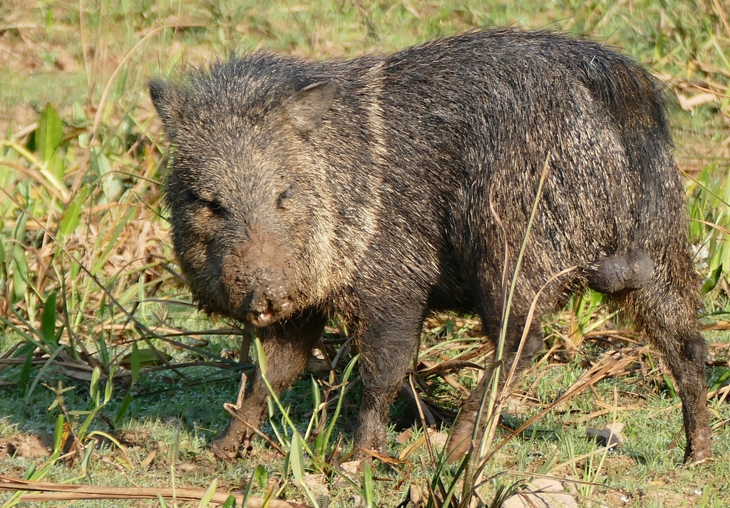 Collared Peccary reference